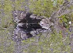 Alder Moth